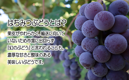 芽実農園のぶどうジュース(はちみつぶどう100％) 720ml×6本 青森県鶴田町産はちみつぶどう使用 果汁飲料 野菜飲料 ブドウ 