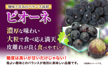 【3回定期便】3種ぶどう食べ比べ定期便 約1.3kg×3回　ﾏｽｶｯﾄ ﾋﾟｵｰﾈ ぶどう