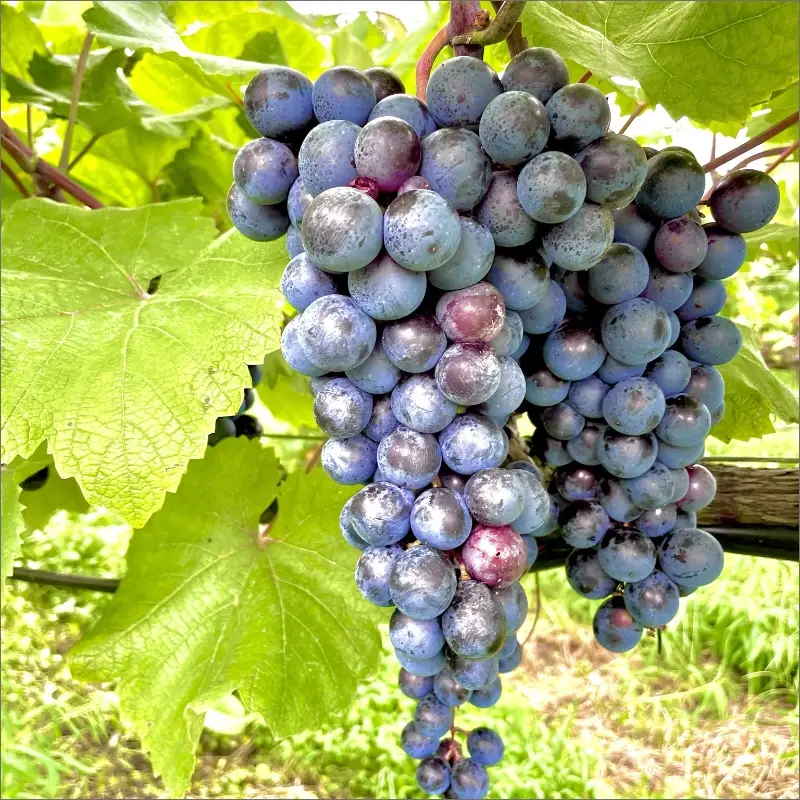 京丹後産ぶどうを醸造した甘口の赤ワイン　定期便（隔月×3回）