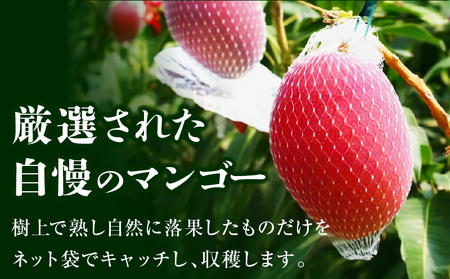 《2026年発送先行予約》【数量・期間限定】宮崎県産完熟マンゴー 2L×2玉 果物 完熟マンゴー フルーツ