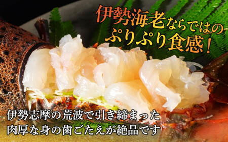 活き 伊勢海老 (刺身可) 2尾 約500g【 イセエビ 伊勢海老 】