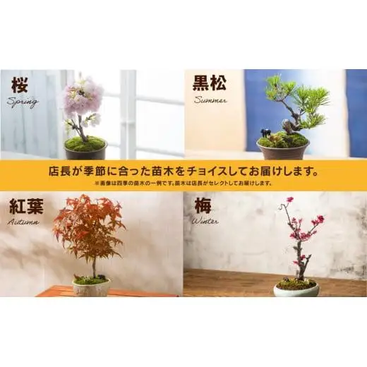 「デスクトップ盆栽」という新提案を四日市から（ミニチュアあり）