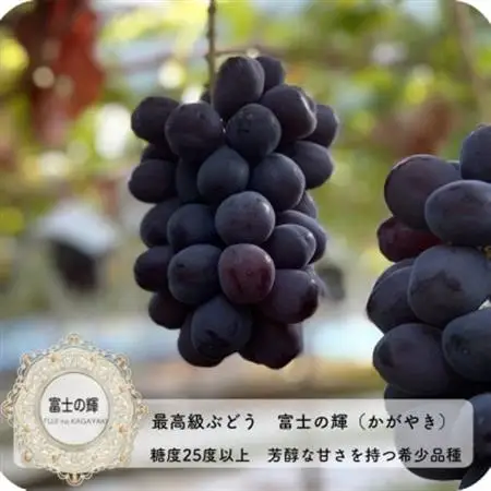 富士の輝　大房800g以上　1房【配送不可地域：離島】【1525932】