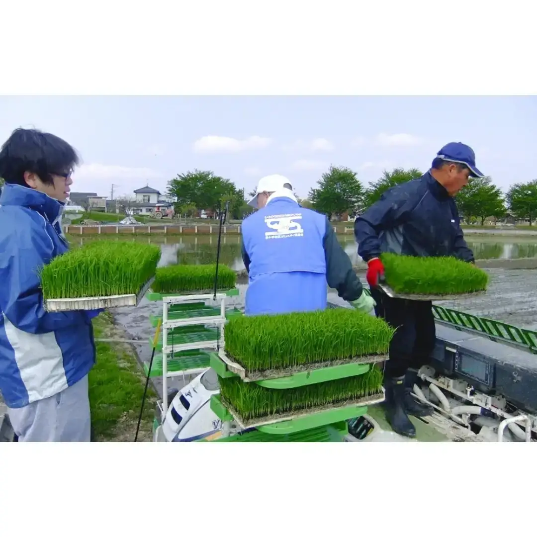 新潟県認証 特別栽培米 コシヒカリ10kg 無洗米 令和7年産 新潟県三条市産 こしひかり