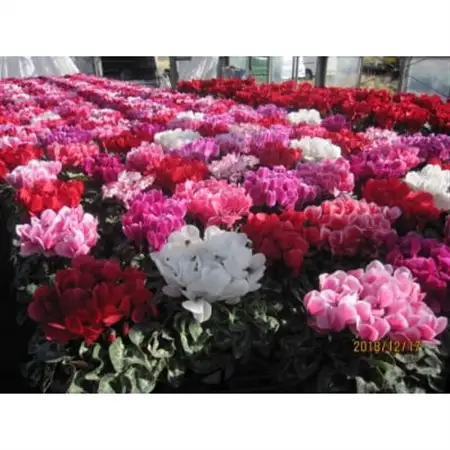 過去に農林水産大臣賞等複数受賞…シクラメン　紫系色　5号鉢(直径15cm)底面給水鉢【配送不可地域：離島・北海道・沖縄県】【1220332】