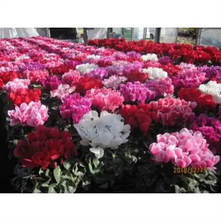 過去に農林水産大臣賞等複数受賞…シクラメン　ピンク系色　5号鉢(直径15cm)底面給水鉢【配送不可地域：離島・北海道・沖縄県】【1220333】