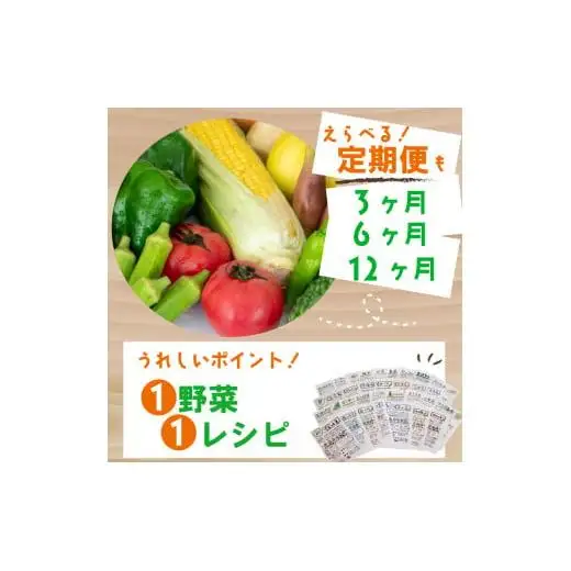 季節の野菜セット 産地直送 朝採れ （7品 ～ 8品 野菜 セット 詰め合わせ 特産 季節 旬 新鮮 彩 ベジタブル 高知県 須崎市  ） NPO020