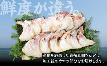新鮮真鯛カマ干物（約2kg） M079-011-04 冷凍 加工品