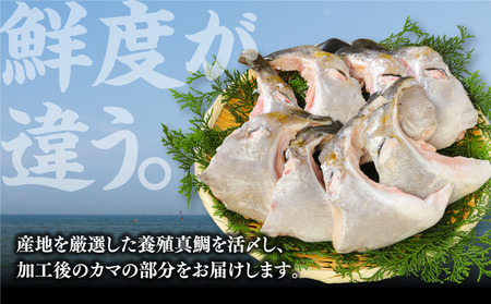 新鮮カンパチ カマ 約2kg M079-012-02 魚 冷凍