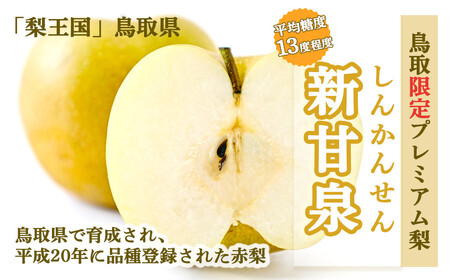 【先行予約】【数量限定】「ス梨・果ラット ダイヤ」 二十世紀梨 新甘泉 セット（5kg）【倉吉産】令和8年産 梨 果物 フルーツ 和梨 二十世紀梨 新甘泉