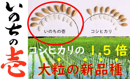 《先行予約》令和7年産 米 いのちの壱 5kg / 米 白米 5kg