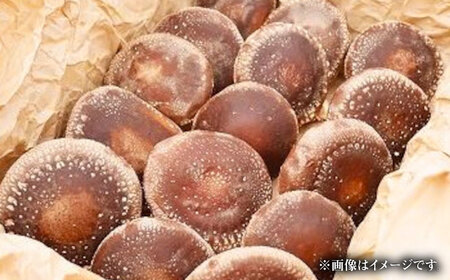 原木椎茸 生･乾燥 詰め合わせセット 椎茸 しいたけ [BNAU001]