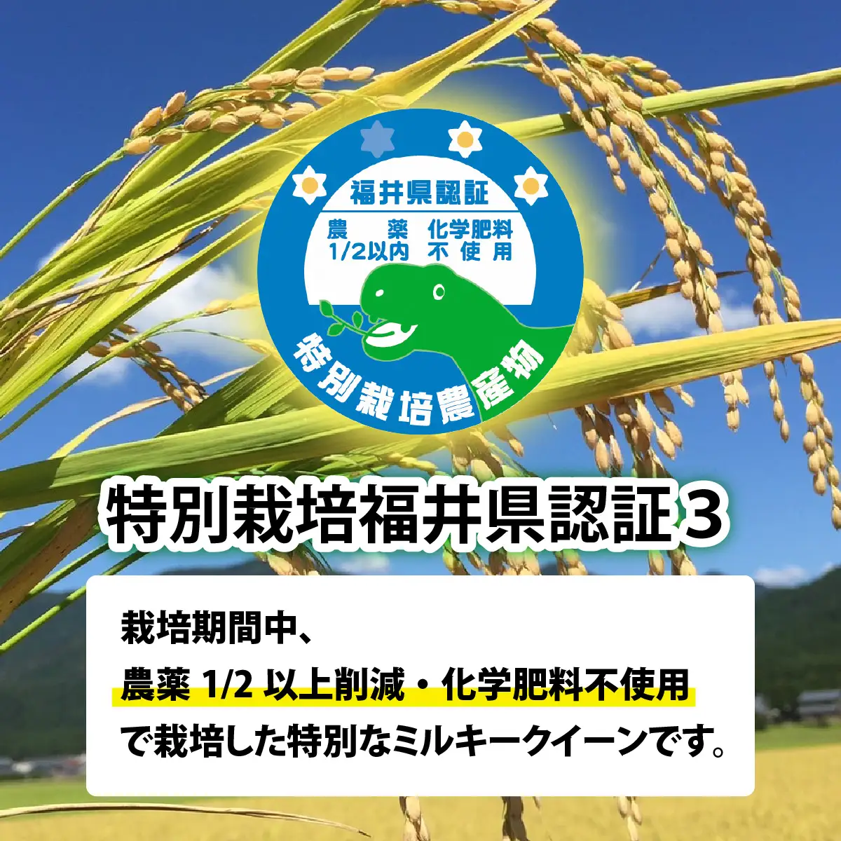 【 令和7年産】【農家直送】特別栽培米認証3 ミルキークイーン 白米 5kg×1袋（計5kg） | 冷めてもおいしい もちもち