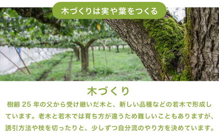16-2 栃木県那須烏山市産大野果樹農園のにっこり梨 | 先行予約 なし 梨 にっこり 果物 くだもの フルーツ ナシ 栃木県 ※2026年10月上旬頃～発送