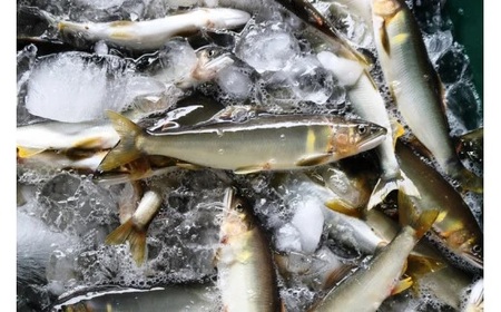 四万十川上流の天然鮎 釣り鮎 900g ( 冷凍 4～14尾 ) 鮎 あゆ アユ 川魚 高知県 四万十 天然 冷凍