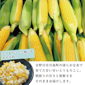 【2026年6月発送】 ゴールドラッシュ 5本 とうもろこし