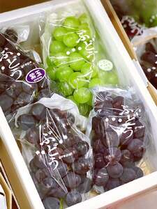 先行予約 ぶどう 2kg 2～4房 詰め合わせ ぶどう ぶどう