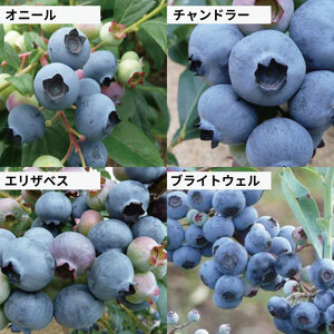ブルーベリー 600g (100g×6パック) ﾌﾞﾙｰﾍﾞﾘｰﾌﾞﾙｰﾍﾞﾘｰ