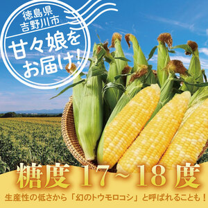 【 2026年発送 とうもろこし 】 甘々娘 4kg ｜ とうもろこし