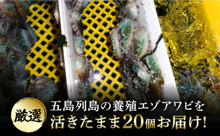 上五島産養殖ひとく アワビ 活 厳選 20個 刺身 ステーキ 生[RAE001] アワビ あわび 刺身 五島 アワビ あわび 刺身 五島 アワビ あわび 刺身 五島九州 長崎