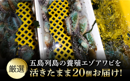【全3回定期便】上五島産養殖ひとくちアワビ 活 厳選 20個 刺身 ステーキ 生[RAE006] アワビ あわび 定期便 アワビ あわび 定期便 アワビ あわび 定期便九州 長崎