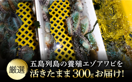 【全3回定期便】上五島産養殖ひとくちアワビ 活 厳選 300g 刺身 ステーキ 生[RAE015] アワビ あわび 定期便 アワビ あわび 定期便 アワビ あわび 定期便九州 長崎
