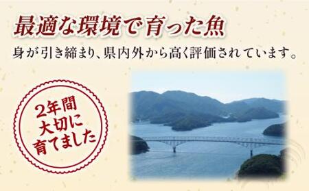 新上五島町産養殖ヒラマサ（ヒラス）片身フィーレ[RBP007] ヒラマサ ヒラス ヒラマサ ヒラス ヒラマサ ヒラス ヒラマサ ヒラス ヒラマサ ヒラス ヒラマサ ヒラス九州 長崎