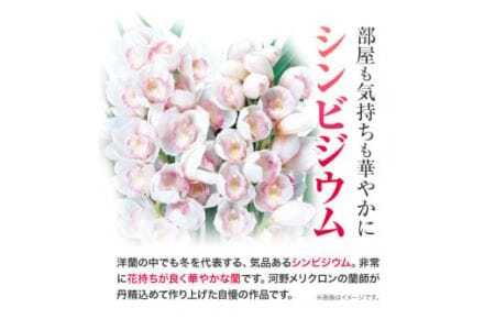 洋蘭 シンビジウム 4本 