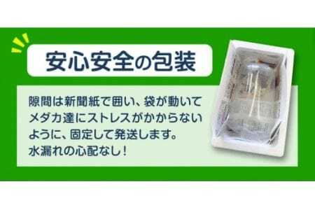 ミックス めだか 5種以上 計20匹+死着保障1匹 