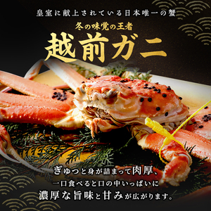 かに 訳あり 期間限定 茹で 越前ガニ 約1kg以上2～3杯 ボイルカニ ボイル 魚介 魚介類