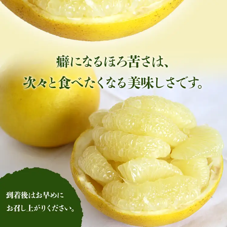 文旦 5kg 高知 土佐文旦 5kg (2L～4Lサイズ)【文旦 果物 文旦 フルーツ 文旦 デザート 文旦 高評価 文旦 人気 文旦 おすすめ】 ms-0091