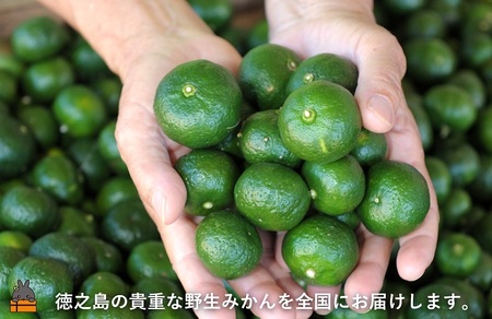 今が旬！》世界自然遺産の島の貴重な野生みかん 生シークニン（3