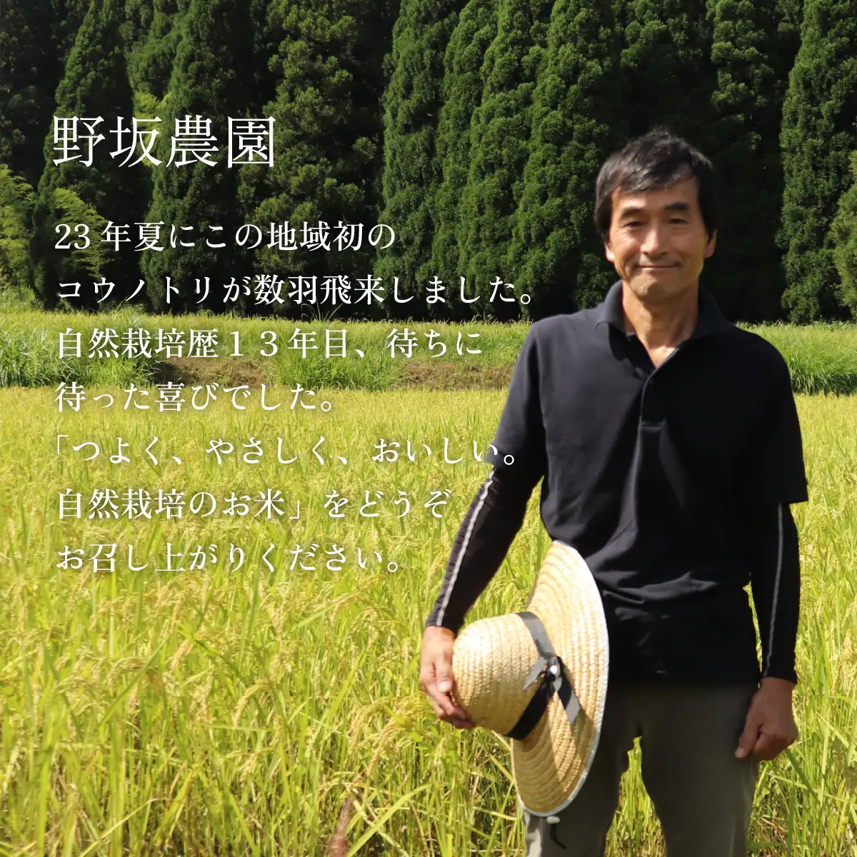 令和７年産  自然栽培米 永平寺町産 コシヒカリ 玄米 5kg  無農薬 化学肥料 除草剤 不使用 福井県 永平寺