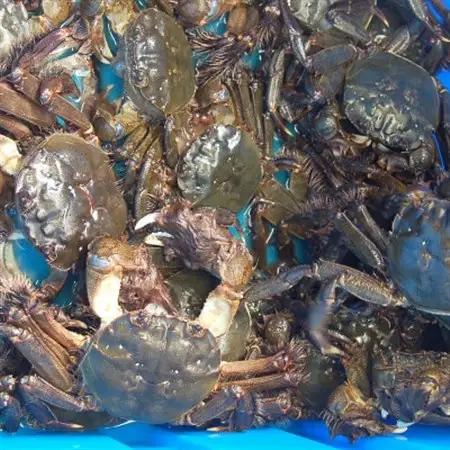 天然　活モクズガニ　約2kg　兵庫県新温泉町　【配送不可地域：離島・北海道・沖縄県・東北・九州】【1534325】