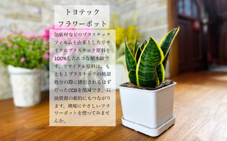 【エコ製品】トヨテックフラワーポット(受皿付)　茶　2サイズ×2個セット(4・6号)