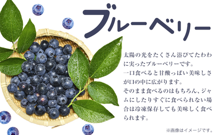 先行予約 ブルーベリー 約500g Blueberry garden IKEDA 《2026年6月上旬-8月下旬頃出荷予定》 【配送不可地域あり】(北海道・沖縄・離島)
