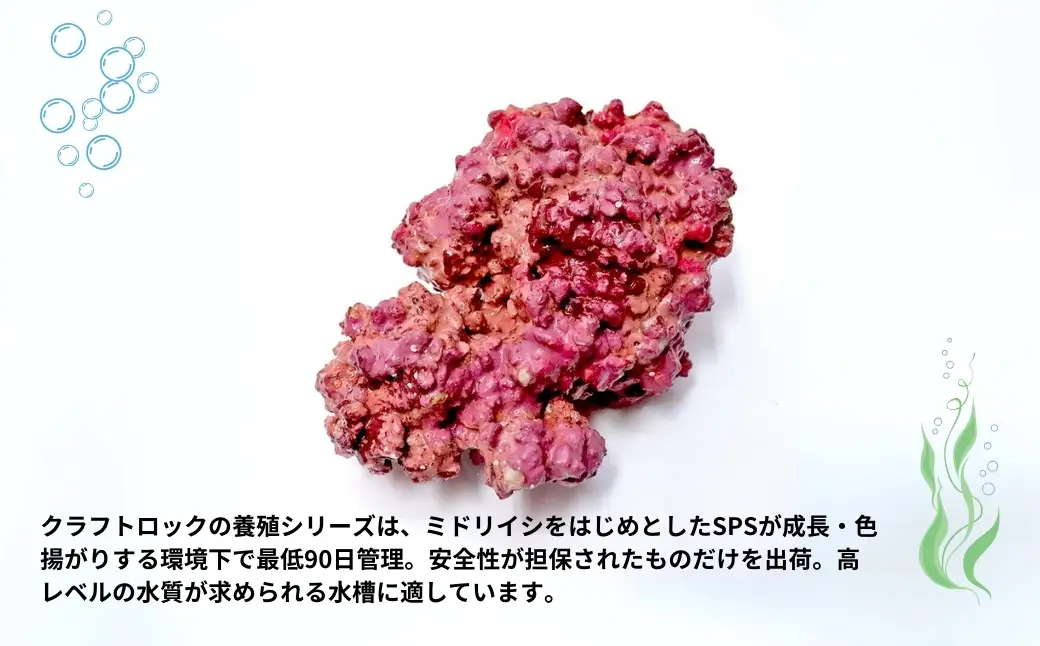 【養殖】クラフトロック | 水槽 新潟県 出雲崎町