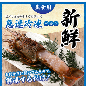 a40-075　伊勢海老 三昧セットA 刺身用＋焼物用