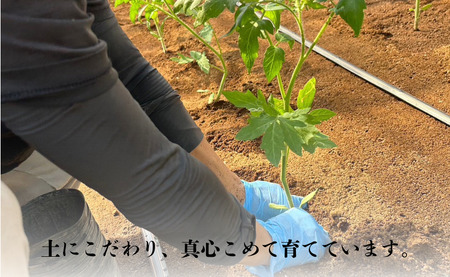 【 先行予約 】 とまと りんか 4kg ﾄﾏﾄ 野菜 リコピン トマトジュース ジュース ケチャップ トマトスープ サラダ パスタ甘い  贈答 ギフト ジューシー 人気 定番 美味しい 厳選 新鮮 調味料 美容 健康 緑黄色野菜 11000 11000円 千葉県 銚子市