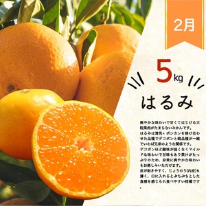 〈定期便〉【12・2・3月 全3回】紀州和歌山産旬の柑橘セット（田村みかん・はるみ・不知火） ※離島への配送不可 ｜ フルーツ