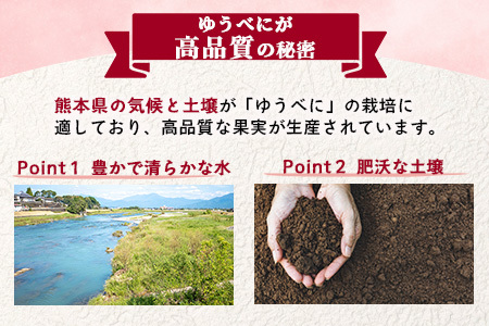 熊本県産 いちご ゆうべに 1kg (250g×4パック) 【2026年出荷分】イチゴ 果物 フルーツ 熊本県 多良木町 農園直送 107-0501