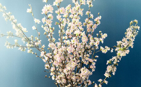 啓翁桜 約90cm×10本 桜 さくら サクラ 花 【2027年1月上旬～2月下旬発送予定】