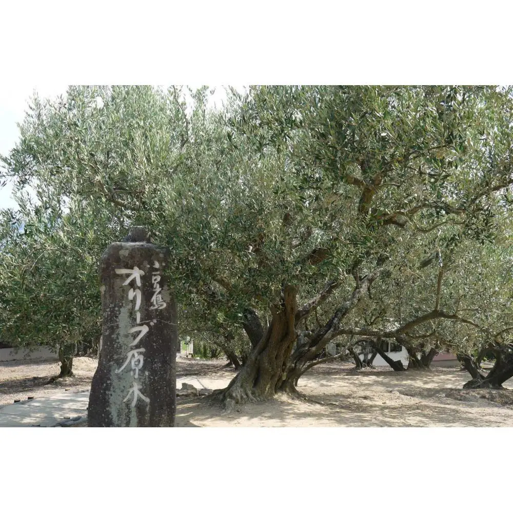 チューブ入り オリーブハンドクリーム2本セット【SM9】