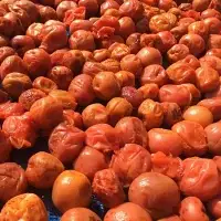 昔ながらのすっぱい梅干 2kg （200g×10） 塩分15％ / 梅干し 田辺市 紀州南高梅 南高梅 梅干 梅 うめ 肉厚 お米 おにぎり 焼酎 梅酒 健康 昔ながら 栽培期間中農薬不使用 和歌山 龍神 【mpt007】