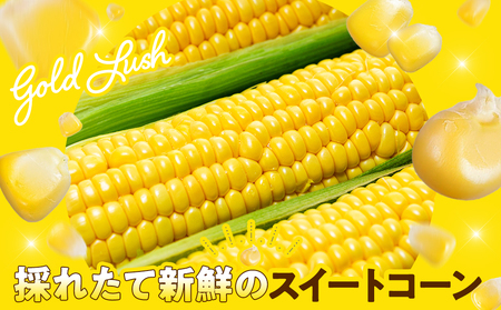 【先行予約 6月下旬から出荷】 スイートコーン 約5kg 10-14本 冷蔵 国産 先行予約 数量限定 コーン 野菜 新鮮 焼き 蒸し 産地 直送 甘い 甘口 子ども 子供 小分け 種子 肥料 さわやか すっきり 糖度 黄色 人気 おすすめ 愛知県 南知多町