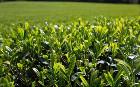 有機緑茶茶葉使用！玄米茶セット（計500g）