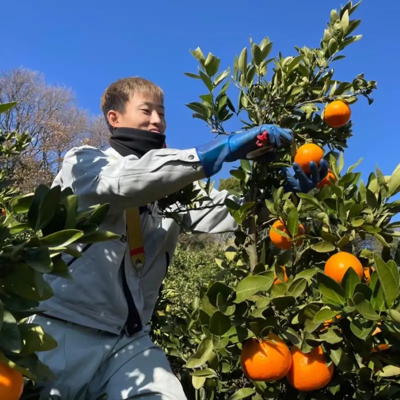 【2026年12月中旬頃から順次発送】訳あり 温州みかん 5kg  |  みかん ミカン 蜜柑 柑橘  うんしゅうみかん 愛媛県産 甘い 愛媛みかん フレッシュ おいしい フルーツ 規格外 わけあり 産地直送 果物 数量限定 国産 くだもの  愛媛県 松山市【KR009】