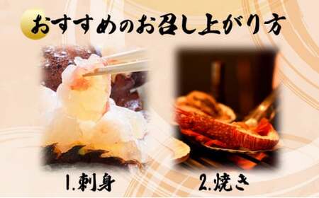 伊勢海老おせちサイズ　5尾セット【冷凍】　S214 【株式会社森海家】