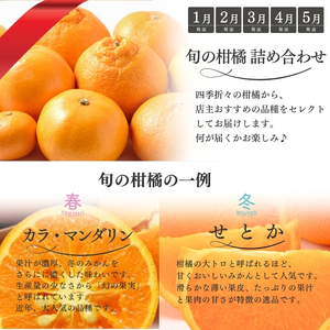 みかん 柑橘 定期便 みかん 12回 果物【tkb507】