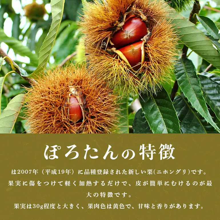 甘露煮におすすめ！笠間の栗・箱田農園の生栗「ぽろたん」1kg（3L以上） JN-004